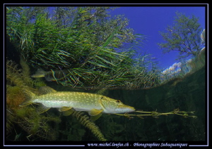Adult Pike Fish... :O)... by Michel Lonfat 